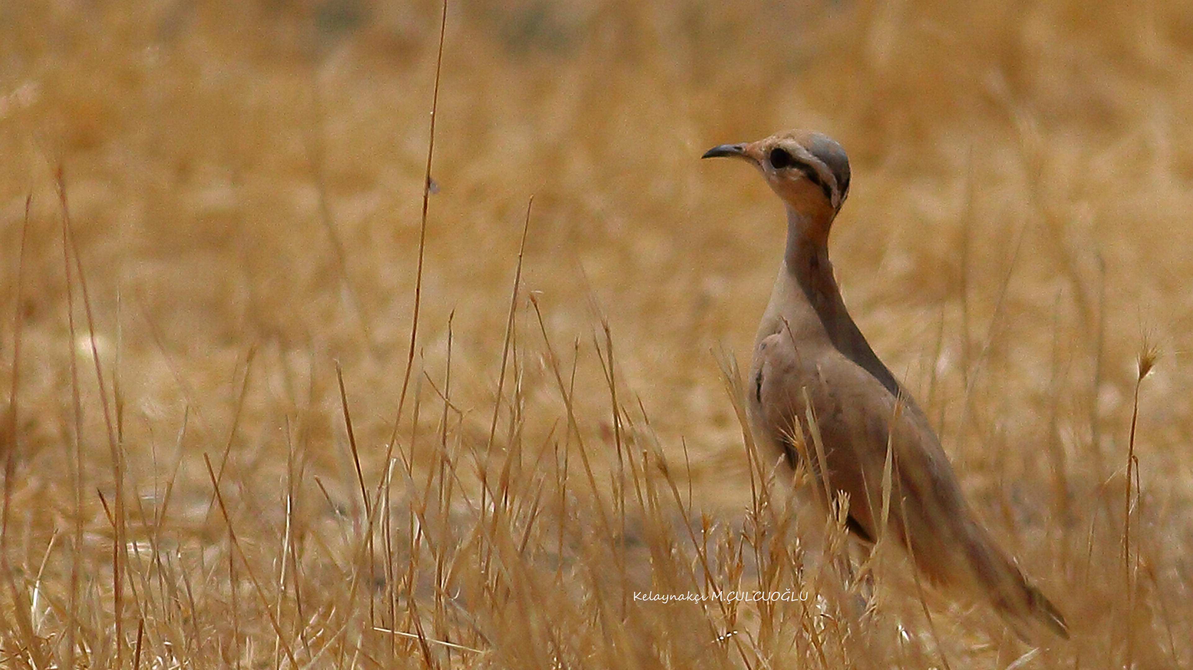 Cream-colored Courser